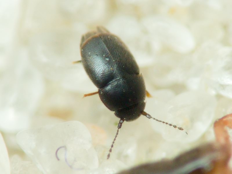 Ptiliidae Erichson, 1845